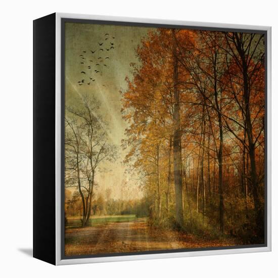 Ray Fall-Philippe Sainte-Laudy-Framed Stretched Canvas