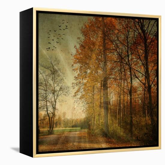 Ray Fall-Philippe Sainte-Laudy-Framed Stretched Canvas