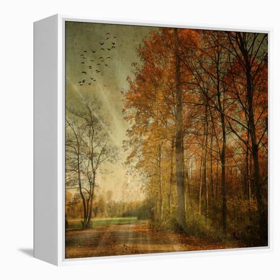 Ray Fall-Philippe Sainte-Laudy-Framed Stretched Canvas