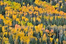 Fall Color Comes to Colorado Along Hwy 145 South of Telluride, Colorado-Ray Mathis-Premier Image Canvas