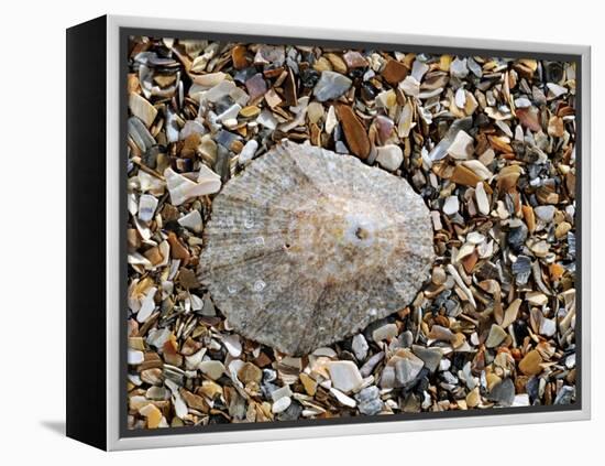 Rayed Mediterranean Limpet Shell on Beach, Mediterranean, France-Philippe Clement-Framed Premier Image Canvas