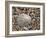 Rayed Mediterranean Limpet Shell on Beach, Mediterranean, France-Philippe Clement-Framed Photographic Print