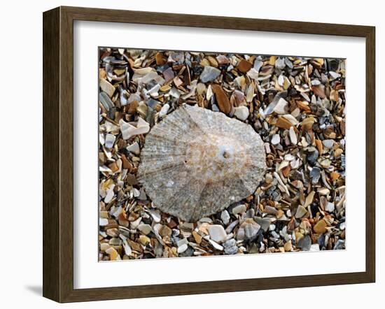 Rayed Mediterranean Limpet Shell on Beach, Mediterranean, France-Philippe Clement-Framed Photographic Print