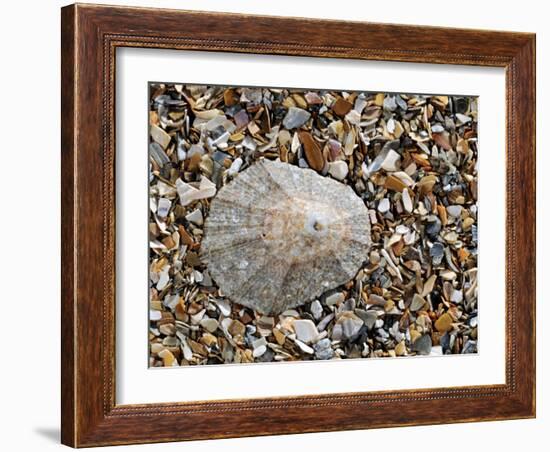 Rayed Mediterranean Limpet Shell on Beach, Mediterranean, France-Philippe Clement-Framed Photographic Print