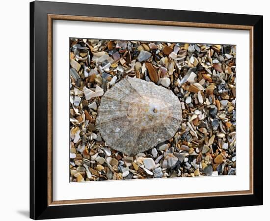 Rayed Mediterranean Limpet Shell on Beach, Mediterranean, France-Philippe Clement-Framed Photographic Print