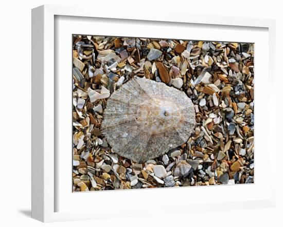 Rayed Mediterranean Limpet Shell on Beach, Mediterranean, France-Philippe Clement-Framed Photographic Print