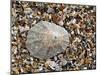 Rayed Mediterranean Limpet Shell on Beach, Mediterranean, France-Philippe Clement-Mounted Photographic Print