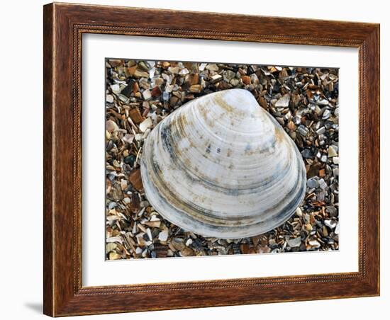 Rayed Trough Shell on Beach, Belgium-Philippe Clement-Framed Photographic Print