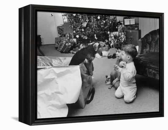 Raymond and Susie McFarland Looking at Their New Airedale Puppy Leaning Out of a Christmas Gift Box-Ralph Crane-Framed Premier Image Canvas