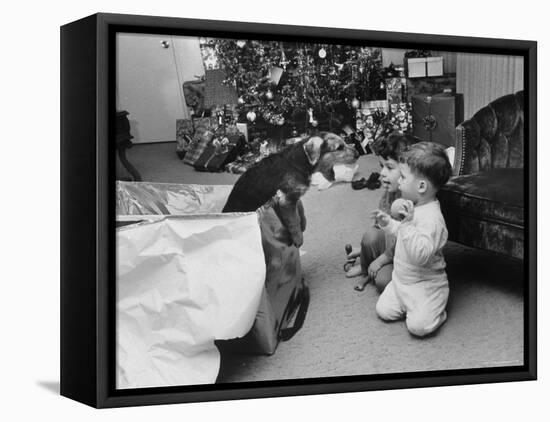 Raymond and Susie McFarland Looking at Their New Airedale Puppy Leaning Out of a Christmas Gift Box-Ralph Crane-Framed Premier Image Canvas