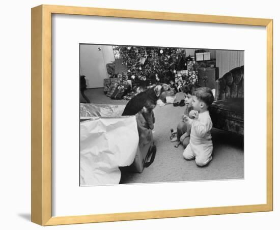 Raymond and Susie McFarland Looking at Their New Airedale Puppy Leaning Out of a Christmas Gift Box-Ralph Crane-Framed Photographic Print