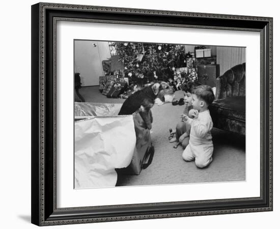 Raymond and Susie McFarland Looking at Their New Airedale Puppy Leaning Out of a Christmas Gift Box-Ralph Crane-Framed Photographic Print