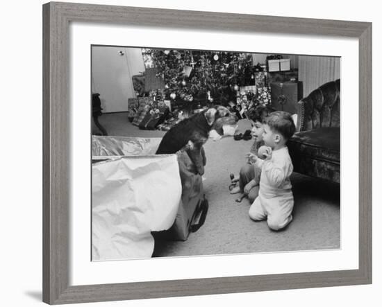 Raymond and Susie McFarland Looking at Their New Airedale Puppy Leaning Out of a Christmas Gift Box-Ralph Crane-Framed Photographic Print