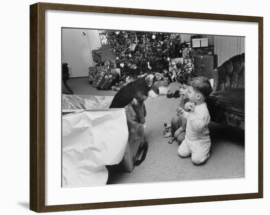 Raymond and Susie McFarland Looking at Their New Airedale Puppy Leaning Out of a Christmas Gift Box-Ralph Crane-Framed Photographic Print