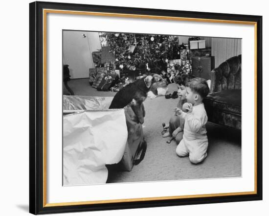 Raymond and Susie McFarland Looking at Their New Airedale Puppy Leaning Out of a Christmas Gift Box-Ralph Crane-Framed Photographic Print