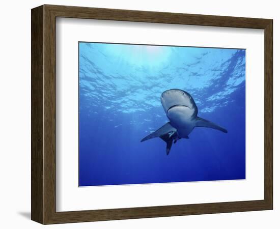 Rays of Light Shining Above an Oceanic Whitetip Shark-Stocktrek Images-Framed Photographic Print