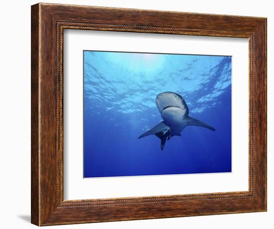 Rays of Light Shining Above an Oceanic Whitetip Shark-Stocktrek Images-Framed Photographic Print