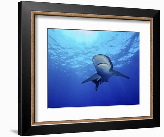 Rays of Light Shining Above an Oceanic Whitetip Shark-Stocktrek Images-Framed Photographic Print