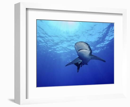 Rays of Light Shining Above an Oceanic Whitetip Shark-Stocktrek Images-Framed Photographic Print