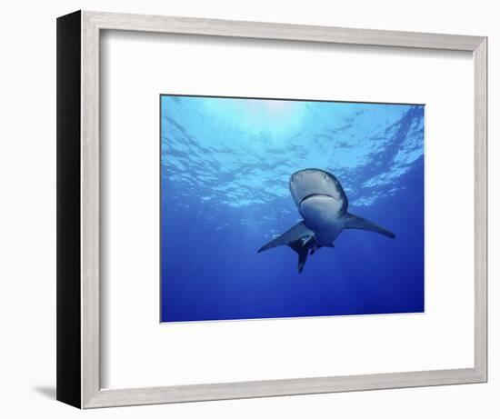 Rays of Light Shining Above an Oceanic Whitetip Shark-Stocktrek Images-Framed Photographic Print