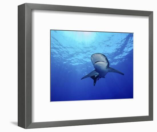 Rays of Light Shining Above an Oceanic Whitetip Shark-Stocktrek Images-Framed Photographic Print