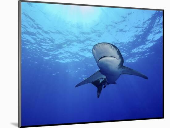 Rays of Light Shining Above an Oceanic Whitetip Shark-Stocktrek Images-Mounted Photographic Print