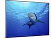 Rays of Light Shining Above an Oceanic Whitetip Shark-Stocktrek Images-Mounted Photographic Print