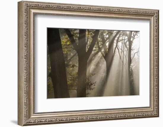 Rays of sunlight penetrating woodland, The New Forest, UK-Ross Hoddinott-Framed Photographic Print