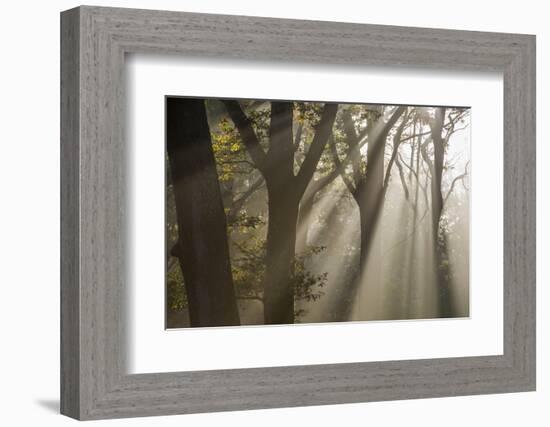 Rays of sunlight penetrating woodland, The New Forest, UK-Ross Hoddinott-Framed Photographic Print