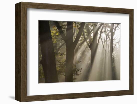 Rays of sunlight penetrating woodland, The New Forest, UK-Ross Hoddinott-Framed Photographic Print