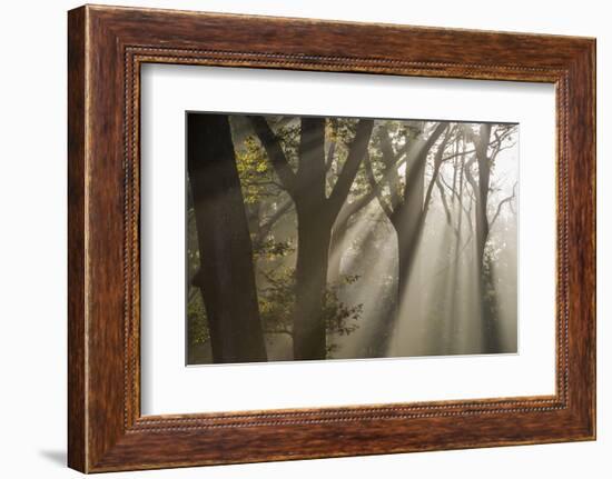 Rays of sunlight penetrating woodland, The New Forest, UK-Ross Hoddinott-Framed Photographic Print