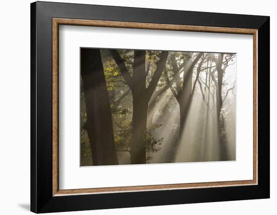 Rays of sunlight penetrating woodland, The New Forest, UK-Ross Hoddinott-Framed Photographic Print