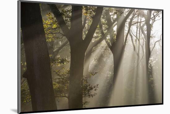 Rays of sunlight penetrating woodland, The New Forest, UK-Ross Hoddinott-Mounted Photographic Print