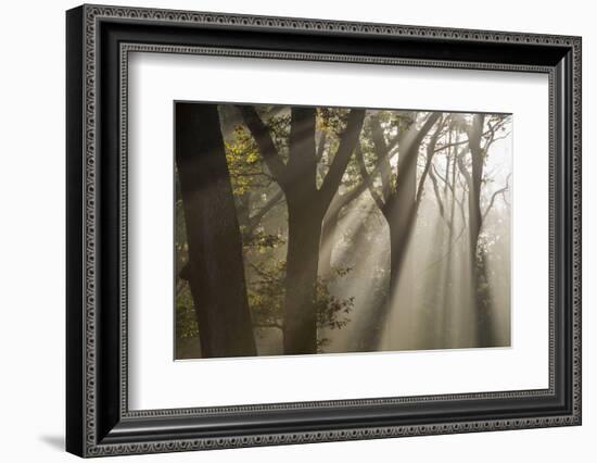 Rays of sunlight penetrating woodland, The New Forest, UK-Ross Hoddinott-Framed Photographic Print