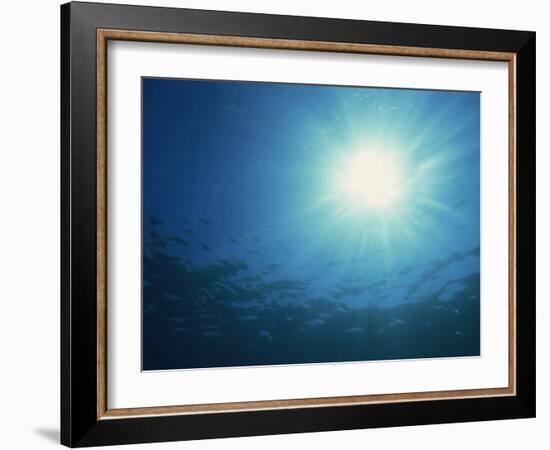 Rays of Sunlight Through the Surface from Underwater, on Similan Island, Thailand, Southeast Asia-Murray Louise-Framed Photographic Print