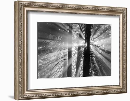 Rays-Tim Oldford-Framed Photographic Print