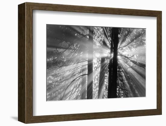 Rays-Tim Oldford-Framed Photographic Print