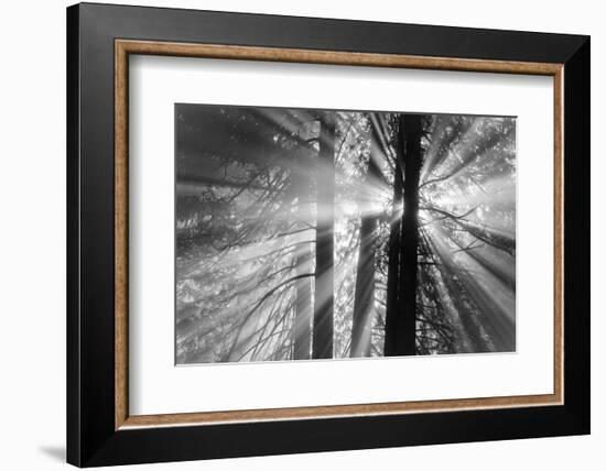 Rays-Tim Oldford-Framed Photographic Print