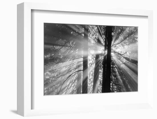 Rays-Tim Oldford-Framed Photographic Print