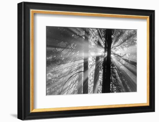 Rays-Tim Oldford-Framed Photographic Print