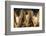 Razing silkworms, Gassho-zukuri house, Ainokura Village, Gokayama, Japan-Keren Su-Framed Photographic Print