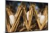 Razing silkworms, Gassho-zukuri house, Ainokura Village, Gokayama, Japan-Keren Su-Mounted Photographic Print