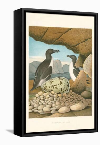 Razor-Billed Auk Egg Clutch-null-Framed Stretched Canvas