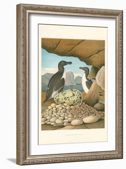 Razor-Billed Auk Egg Clutch-null-Framed Art Print