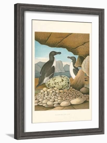 Razor-Billed Auk Egg Clutch-null-Framed Art Print