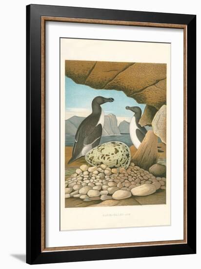 Razor-Billed Auk Egg Clutch-null-Framed Art Print