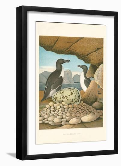 Razor-Billed Auk Egg Clutch-null-Framed Art Print