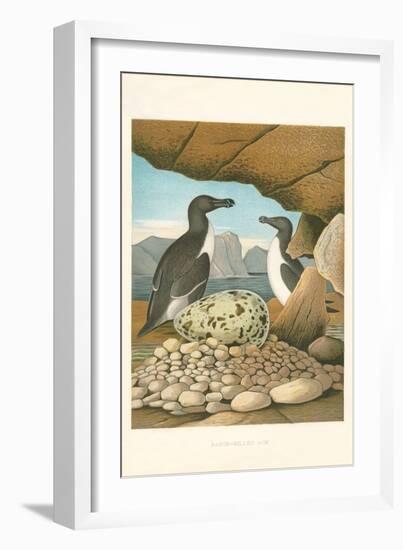 Razor-Billed Auk Egg Clutch-null-Framed Art Print