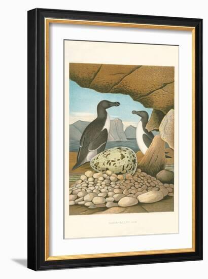 Razor-Billed Auk Egg Clutch-null-Framed Art Print