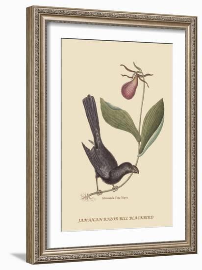 Razor Billed Blackbird of Jamaica-Mark Catesby-Framed Art Print